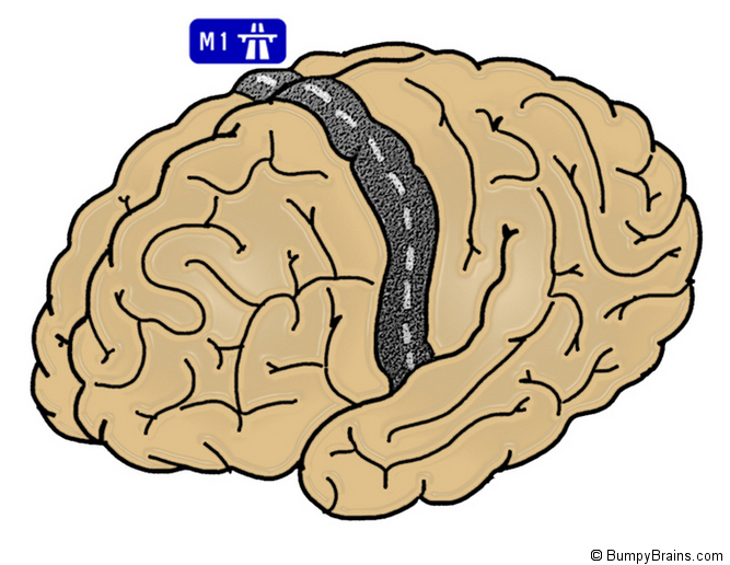 Brain Motor Cortex