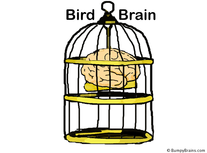 bird_brain_bird_cage.jpg