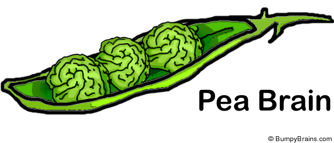 Pea Brain