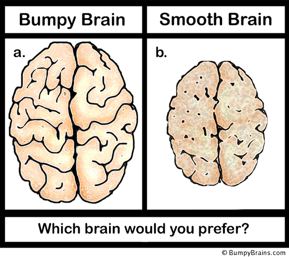 Bumpy Brain vs. Smooth Brain